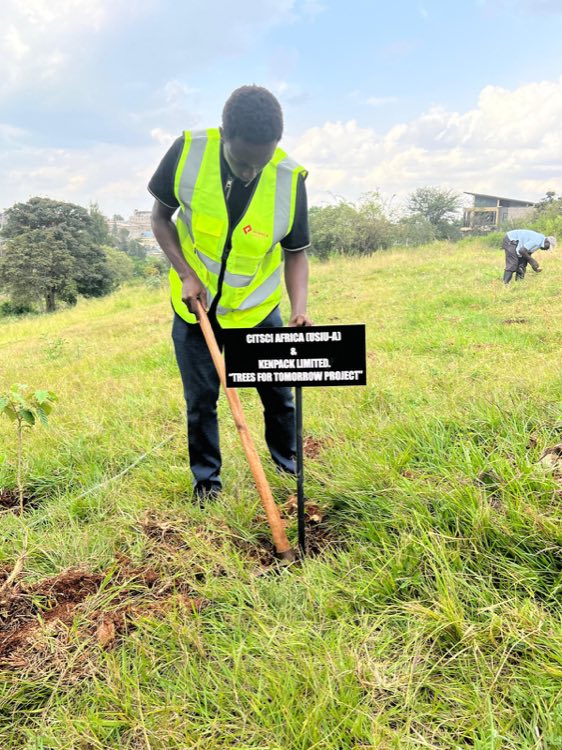 Reforestation planting for sustainable wooden-pallet manufacturing