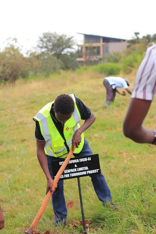 Tree seedling planted for sustainable wooden-pallet production